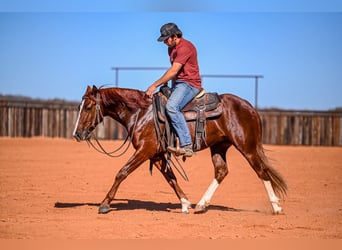 American Quarter Horse, Stallone, 3 Anni, 150 cm, Sauro ciliegia