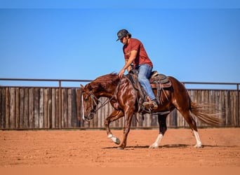 American Quarter Horse, Stallone, 3 Anni, 150 cm, Sauro ciliegia