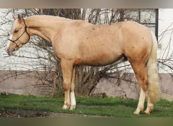 American Quarter Horse, Stallone, 3 Anni, 152 cm, Palomino