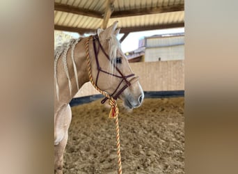 American Quarter Horse, Stallone, 3 Anni, 152 cm, Palomino