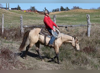 American Quarter Horse, Stallone, 3 Anni, 152 cm, Pelle di daino