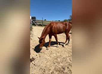 American Quarter Horse, Stallone, 3 Anni, 152 cm, Sauro