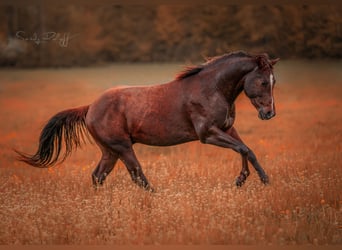 American Quarter Horse, Stallone, 3 Anni, 152 cm, Sauro scuro
