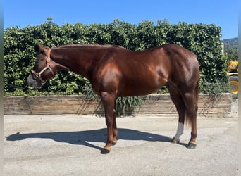 American Quarter Horse, Stallone, 3 Anni, 155 cm, Sauro scuro
