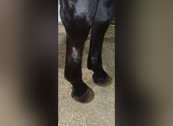 American Quarter Horse, Stallone, 3 Anni, 157 cm, Roano blu