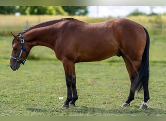 American Quarter Horse, Stallone, 3 Anni, Baio ciliegia