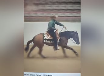 American Quarter Horse, Stallone, 3 Anni, Baio ciliegia