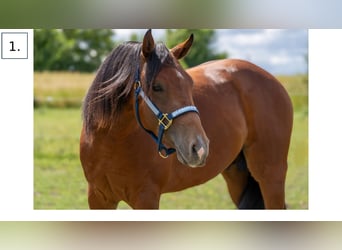 American Quarter Horse, Stallone, 3 Anni, Baio