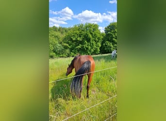 American Quarter Horse, Stallone, 3 Anni, Baio