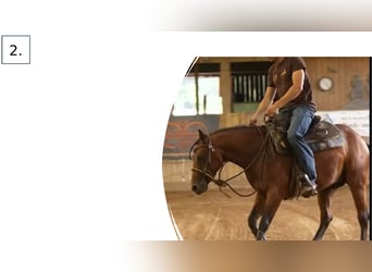American Quarter Horse, Stallone, 3 Anni, Baio