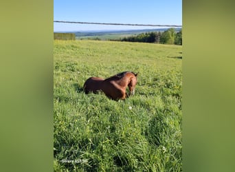 American Quarter Horse, Stallone, 3 Anni, Baio