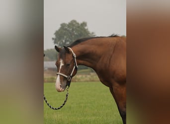 American Quarter Horse, Stallone, 3 Anni, Baio