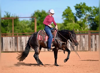 American Quarter Horse, Stallone, 3 Anni, Baio scuro