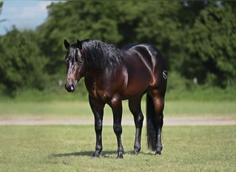 American Quarter Horse, Stallone, 3 Anni, Baio scuro