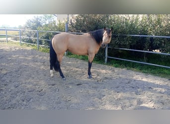 American Quarter Horse, Stallone, 3 Anni