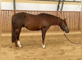 American Quarter Horse, Stallone, 3 Anni, Sauro