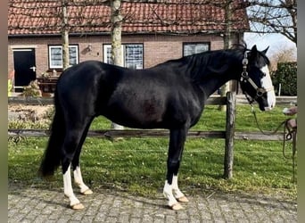 American Quarter Horse, Stallone, 4 Anni, 140 cm, Morello