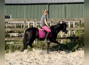 American Quarter Horse, Stallone, 4 Anni, 141 cm, Morello