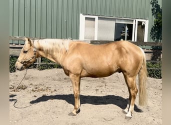 American Quarter Horse, Stallone, 4 Anni, 148 cm, Palomino