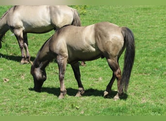 American Quarter Horse, Stallone, 4 Anni, 150 cm, Grullo