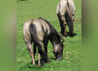 American Quarter Horse, Stallone, 4 Anni, 150 cm, Grullo