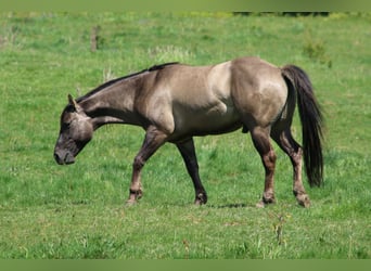 American Quarter Horse, Stallone, 4 Anni, 150 cm, Grullo
