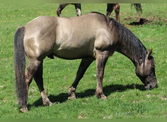 American Quarter Horse, Stallone, 4 Anni, 150 cm, Grullo