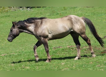 American Quarter Horse, Stallone, 4 Anni, 150 cm, Grullo