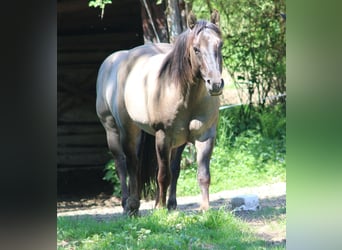 American Quarter Horse, Stallone, 4 Anni, 150 cm, Grullo