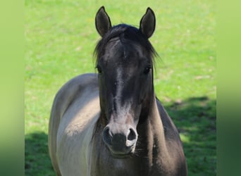 American Quarter Horse, Stallone, 4 Anni, 150 cm, Grullo