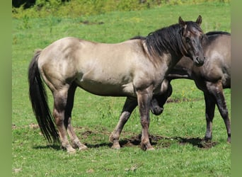 American Quarter Horse, Stallone, 4 Anni, 150 cm, Grullo