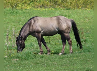 American Quarter Horse, Stallone, 4 Anni, 150 cm, Grullo