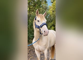 American Quarter Horse, Stallone, 4 Anni, 155 cm, Champagne