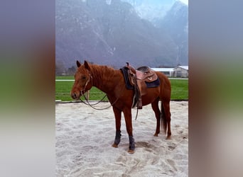 American Quarter Horse, Stallone, 4 Anni, 156 cm, Sauro