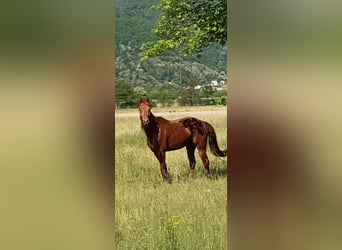 American Quarter Horse, Stallone, 4 Anni, 156 cm, Sauro