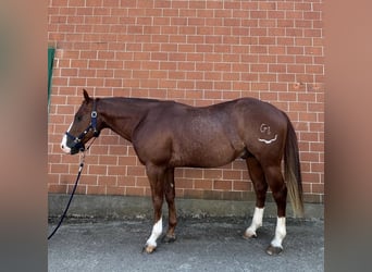 American Quarter Horse, Stallone, 5 Anni, 143 cm, Sauro