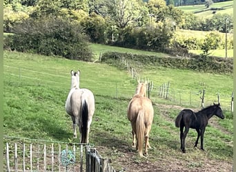American Quarter Horse, Stallone, 5 Anni, 147 cm, Champagne