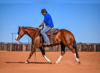 American Quarter Horse, Stallone, 5 Anni, 150 cm, Sauro ciliegia