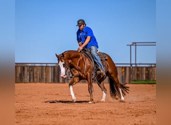 American Quarter Horse, Stallone, 5 Anni, 150 cm, Sauro ciliegia