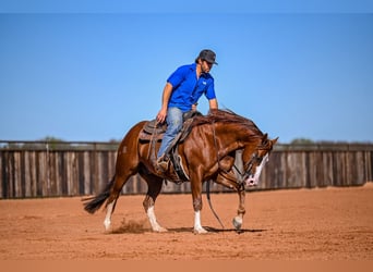 American Quarter Horse, Stallone, 5 Anni, 150 cm, Sauro ciliegia