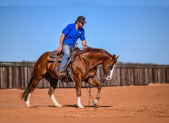 American Quarter Horse, Stallone, 5 Anni, 150 cm, Sauro ciliegia