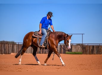 American Quarter Horse, Stallone, 5 Anni, 150 cm, Sauro ciliegia