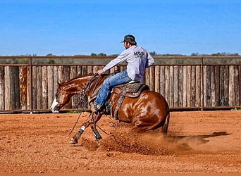 American Quarter Horse, Stallone, 5 Anni, 150 cm, Sauro ciliegia