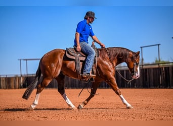 American Quarter Horse, Stallone, 5 Anni, 150 cm, Sauro ciliegia