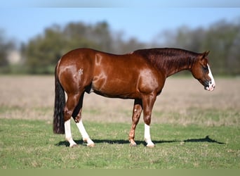 American Quarter Horse, Stallone, 5 Anni, 150 cm, Sauro ciliegia