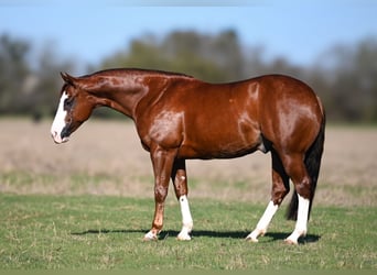 American Quarter Horse, Stallone, 5 Anni, 150 cm, Sauro ciliegia