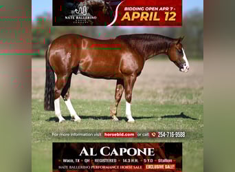 American Quarter Horse, Stallone, 5 Anni, 150 cm, Sauro ciliegia