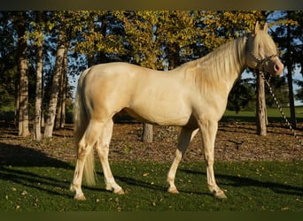 American Quarter Horse, Stallone, 5 Anni, 152 cm, Cremello