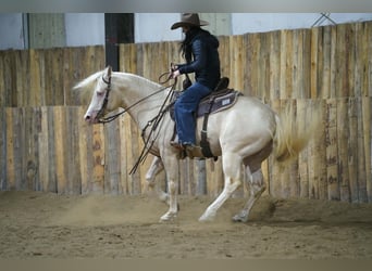 American Quarter Horse, Stallone, 5 Anni, 152 cm, Cremello
