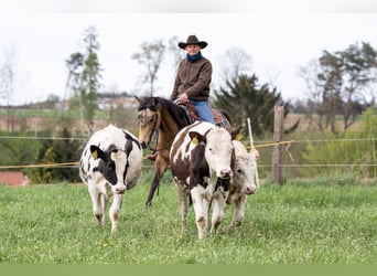 American Quarter Horse, Stallone, 5 Anni, Pelle di daino